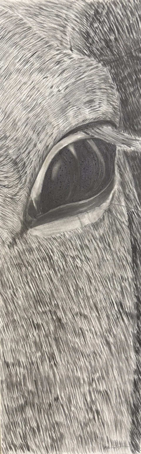 LA MIRADA DEL CABALLO 2