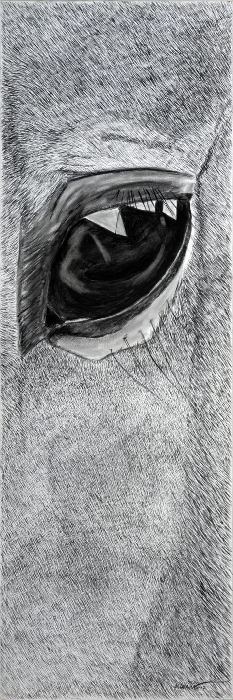 EL OJO DEL CABALLO