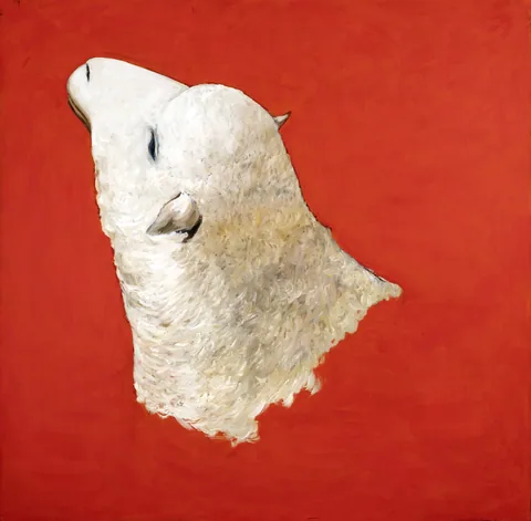 CORDERO BLANCO